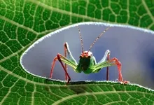 animals insects Art HD Wallpaper